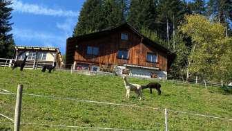 Ferienwohnung Alpakaweidli, Aeschau
