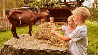 Kinder fuettern die Ziegen auf der Wiese
