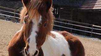 Pferd am Boden